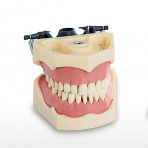 BLK 3418-32 TEETH JAW STUDY MODEL