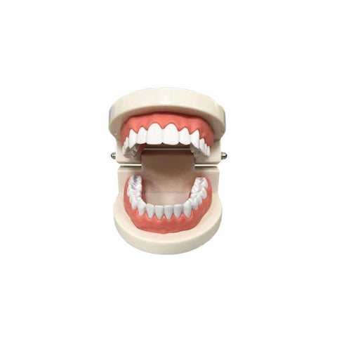 Standard Tooth Model HST-A8 32 pcs soft gum